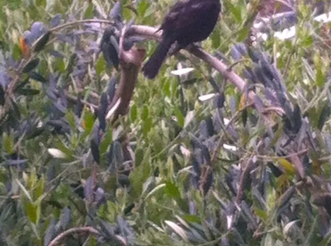 Mel Alojamento de Acomodação e Pequeno-almoço